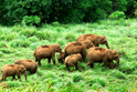 Kerala Wildlife Vacation